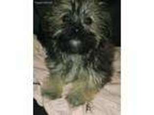 Havanese Puppy for sale in Tupper Lake, NY, USA