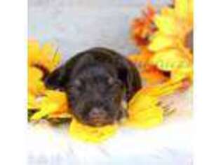 Mutt Puppy for sale in Rigby, ID, USA