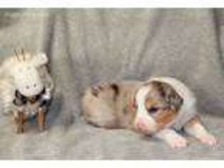 Australian Shepherd Puppy for sale in Willcox, AZ, USA