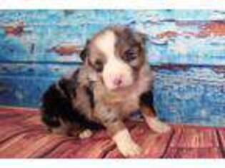 Australian Shepherd Puppy for sale in Charleston, AR, USA