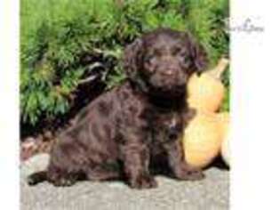 Labradoodle Puppy for sale in Harrisburg, PA, USA