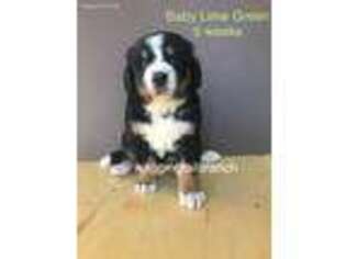 Bernese Mountain Dog Puppy for sale in Owensville, IN, USA
