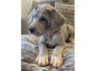 Great Dane Puppy for sale in Wildomar, CA, USA