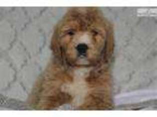 Goldendoodle Puppy for sale in Lexington, KY, USA