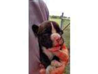 Boxer Puppy for sale in Girard, KS, USA
