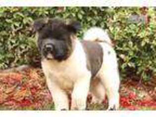 Akita Puppy for sale in Harrisburg, PA, USA