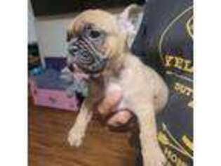 French Bulldog Puppy for sale in Santee, CA, USA