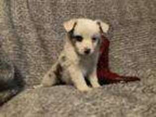 Miniature Australian Shepherd Puppy for sale in Alliance, OH, USA