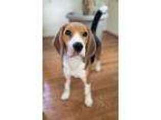Beagle Puppy for sale in Warrenton, VA, USA