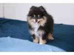 Pomeranian Puppy for sale in Fort Lee, NJ, USA