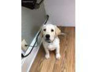 Labrador Retriever Puppy for sale in Noblesville, IN, USA