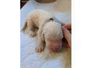 Goldendoodle Puppy for sale in Mount Pleasant, TN, USA