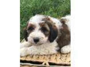Mutt Puppy for sale in Bellefontaine, OH, USA