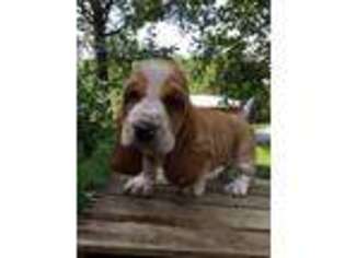 Basset Hound Puppy for sale in Bernville, PA, USA