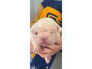 Old English Sheepdog Puppy for sale in Clyde, OH, USA