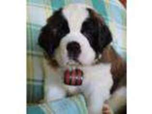 Saint Bernard Puppy for sale in Humansville, MO, USA