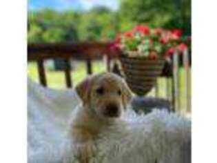 Labradoodle Puppy for sale in Auburn, KY, USA