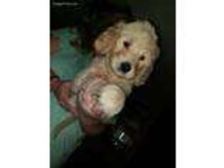 Goldendoodle Puppy for sale in Altmar, NY, USA