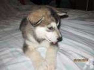 Alaskan Malamute Puppy for sale in SEBASTIAN, FL, USA