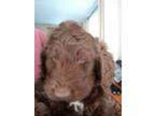 Labradoodle Puppy for sale in Homer City, PA, USA
