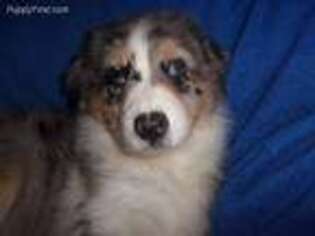 Australian Shepherd Puppy for sale in Forestville, NY, USA