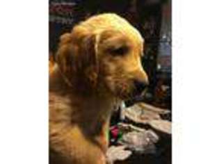 Golden Retriever Puppy for sale in Benton, AR, USA