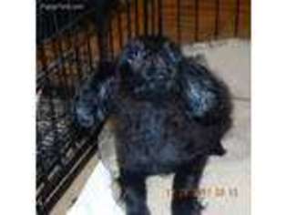 Cock-A-Poo Puppy for sale in Lockesburg, AR, USA