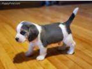 Beagle Puppy for sale in Binghamton, NY, USA