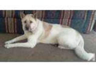 Akita Puppy for sale in ANTLER, ND, USA