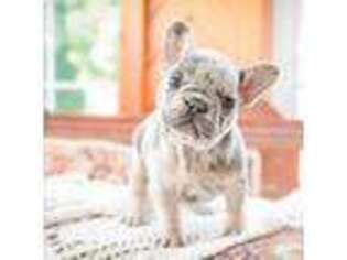 French Bulldog Puppy for sale in Shipshewana, IN, USA