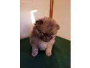Pomeranian Puppy for sale in Jefferson City, MO, USA