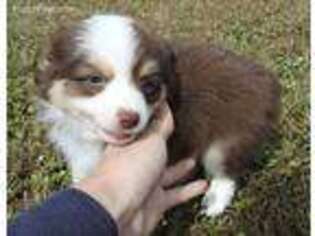 Miniature Australian Shepherd Puppy for sale in Milton, FL, USA