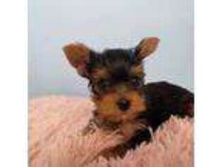 Yorkshire Terrier Puppy for sale in Los Alamitos, CA, USA