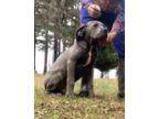 Cane Corso Puppy for sale in Atlanta, GA, USA