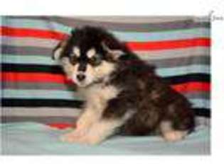 Alaskan Malamute Puppy for sale in Fort Wayne, IN, USA