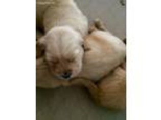 Golden Retriever Puppy for sale in Decatur, TX, USA