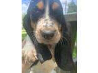 Basset Hound Puppy for sale in Schulenburg, TX, USA