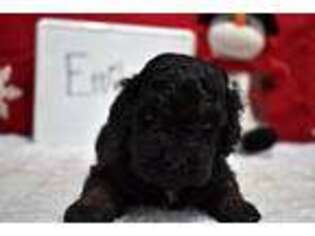 Cock-A-Poo Puppy for sale in Republic, MO, USA
