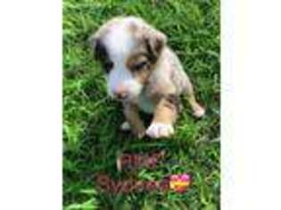 Australian Shepherd Puppy for sale in Wilburton, OK, USA
