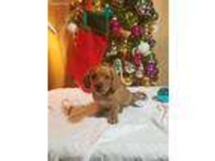 Dachshund Puppy for sale in Madison, VA, USA