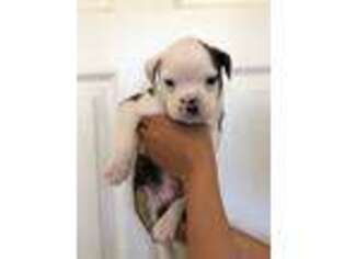 Olde English Bulldogge Puppy for sale in Lindsay, CA, USA