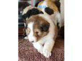 Shetland Sheepdog Puppy for sale in Langston, AL, USA