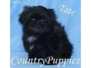 Mutt Puppy for sale in Jolley, IA, USA