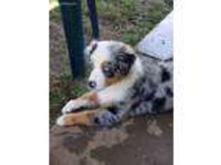 Australian Shepherd Puppy for sale in Liberal, KS, USA