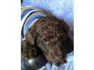 Goldendoodle Puppy for sale in Rockingham, NC, USA