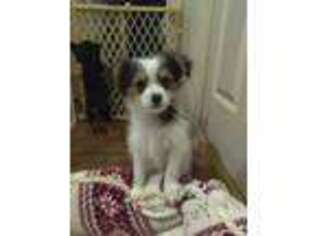 Maltipom Puppy for sale in Novato, CA, USA