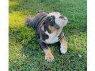 Bulldog Puppy for sale in Williamsburg, VA, USA