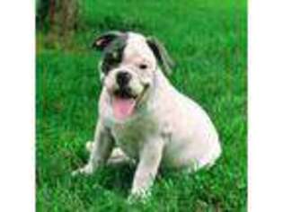 Olde English Bulldogge Puppy for sale in Crystal, MI, USA
