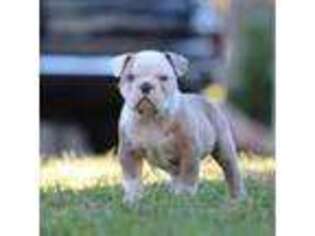 Olde English Bulldogge Puppy for sale in Merrimack, NH, USA