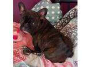 French Bulldog Puppy for sale in Science Hill, KY, USA